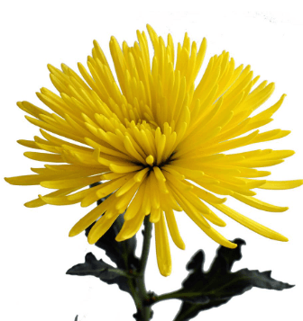 Mums Spider Calafuria Sunny Yellow