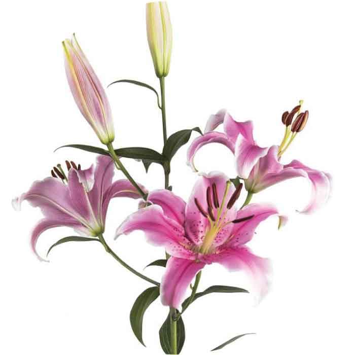 Lily Oriental Sorbonne Ecu Pink 2/3