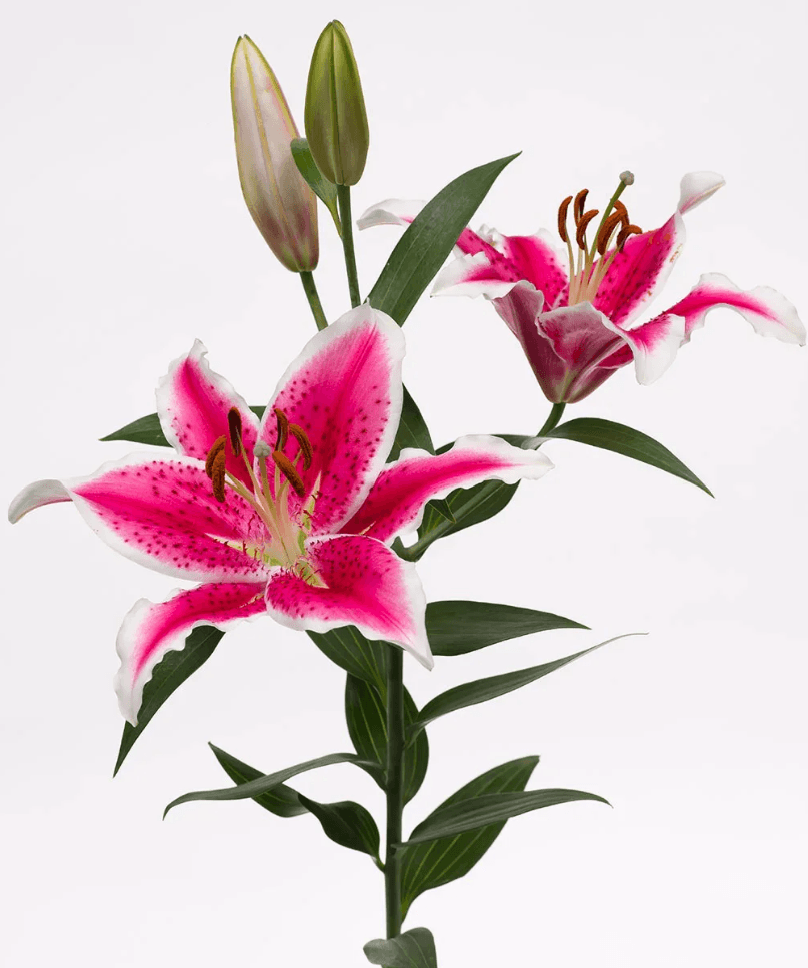 Lily Oriental Starfighter Ecu Pink 3/4