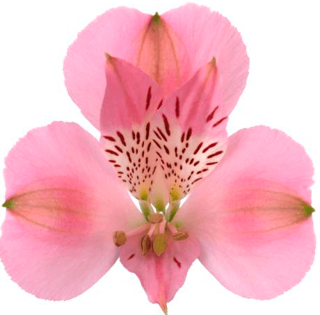 Alstro Light Pink Seattle Super S.
