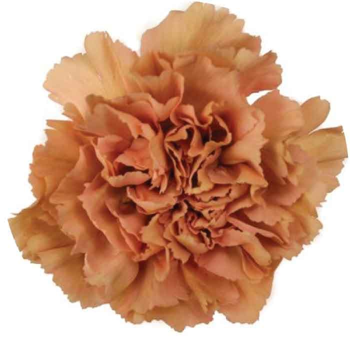 Carns Caramel Vintage Terracota Fancy
