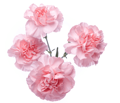Minis Light Pink Academy