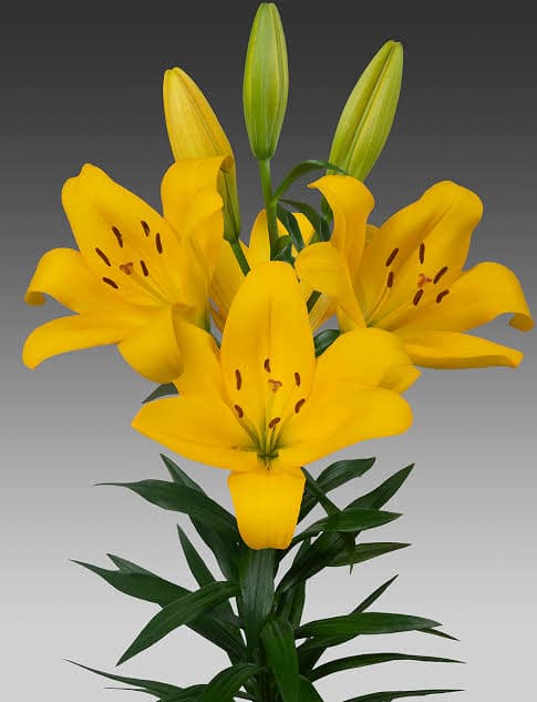 Lily Yellow Hybrid Golden Pass 3/4