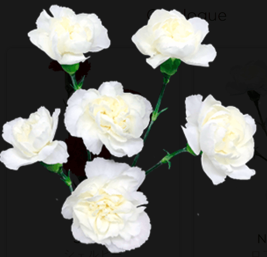 Minis White Artic