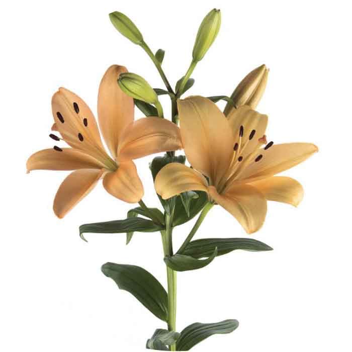 Lily Hybrid Menorca Ecu Peach 3/4