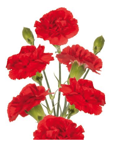Minis Dracula Red