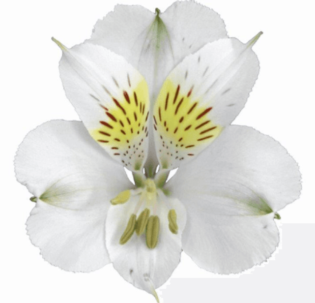 Alstro White Avalanche Super S.