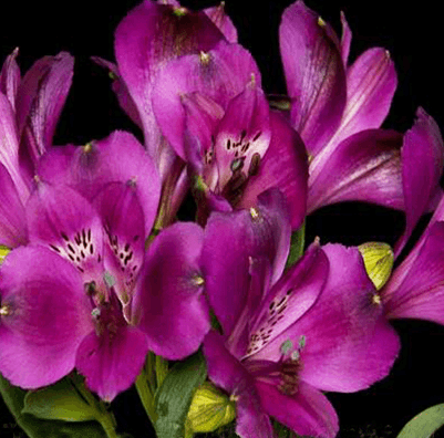 Alstro Cleo Purple Super S.