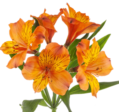 Alstro Orange Jaffa Super S.