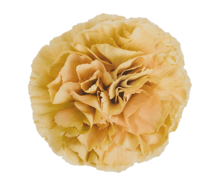 Carns Ambar Vintage Peach Fancy