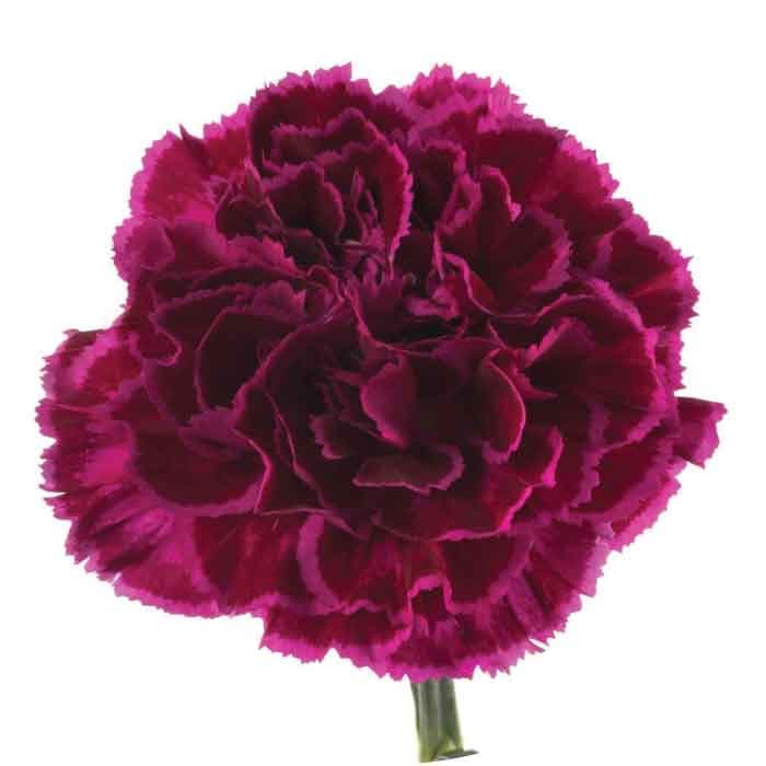 Carns Nobbio Violet Bi-color Purple Fancy