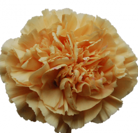 Carns Caroline Gold Peach Gold Fancy