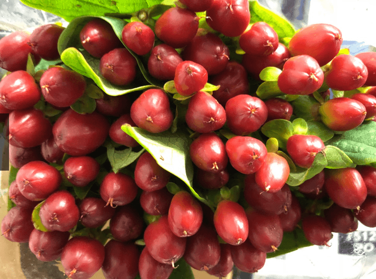 Hypericum Victory Burgundy 70cm