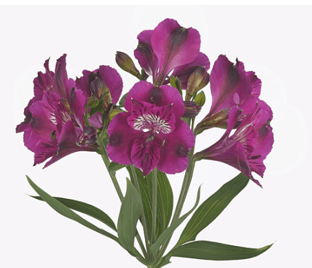 Alstro Shiny Purple Purple Select