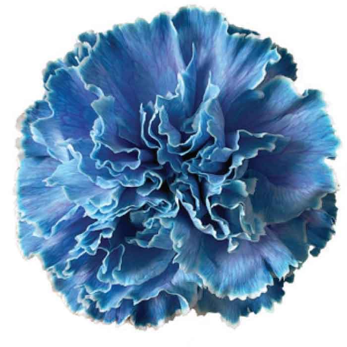 Carns Blue Molly Tinted Blue Select