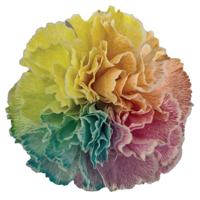Carns Tinted Radiant Cotton Candy Select