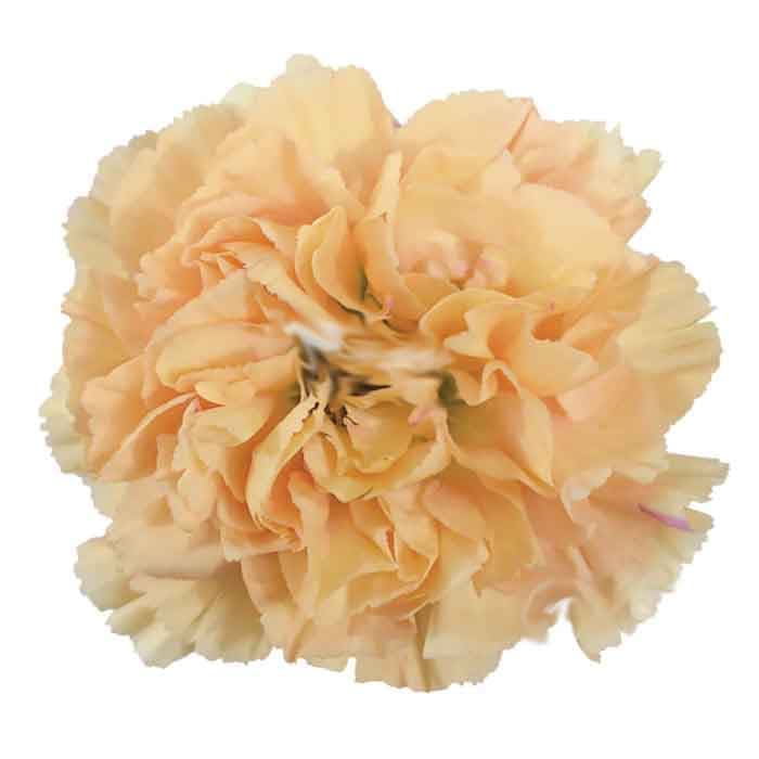 Carns Peach 10stem Minami Fancy