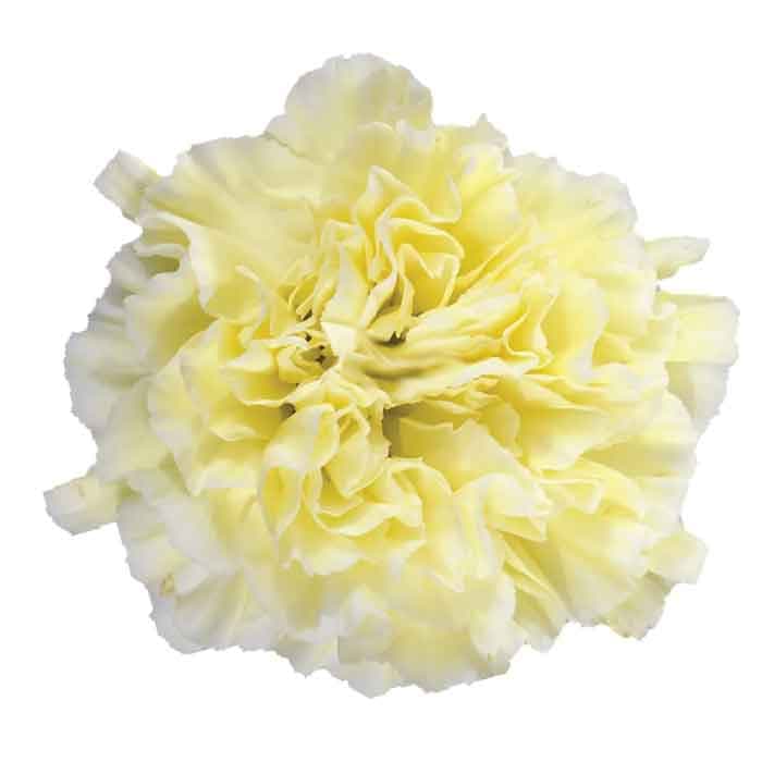 Carns Poly Pale Yellow 10stem Minami Fancy