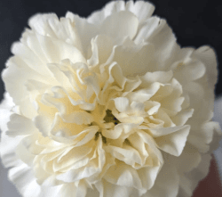 Carns Vanilla Cream 10stem Minami Fancy
