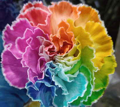 Carns Tinted Radiant Rainbow CCT-047 Select