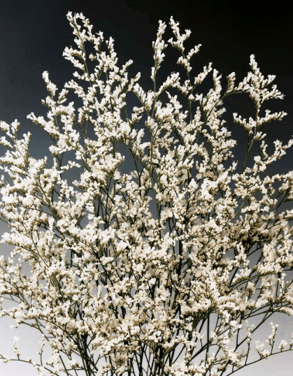 Limonium Misty White