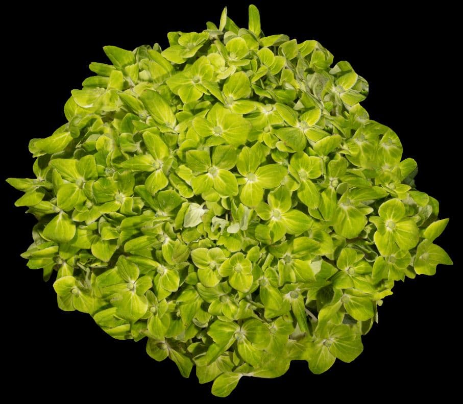 Hydrangea Dark Green Shamrock Select