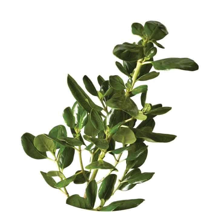 Greens Brillantina 10st 60cm