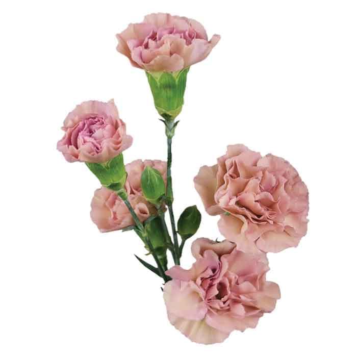 Minis Vintage Dusty Pink Terracotta Mocha Sweet