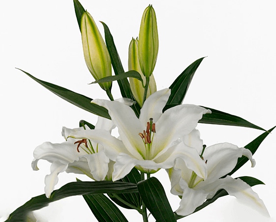 Lily White Oriental Castellani 3/4