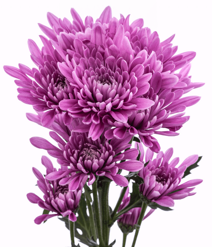 Pom Lavender Cushion Veronica