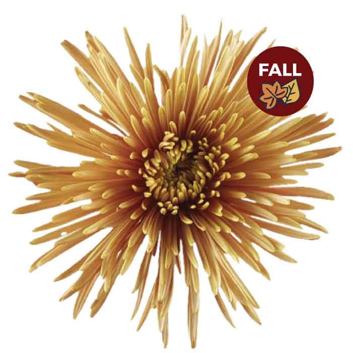 Mums Spider Calafuria Bronze