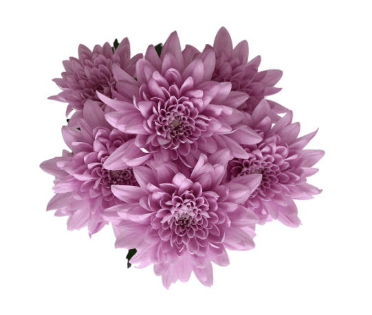 Pom Lavender Cushion Allstar
