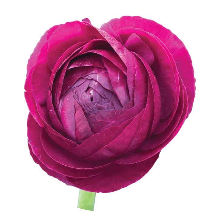 Ranunculus Spx Burgundy 30/35cm