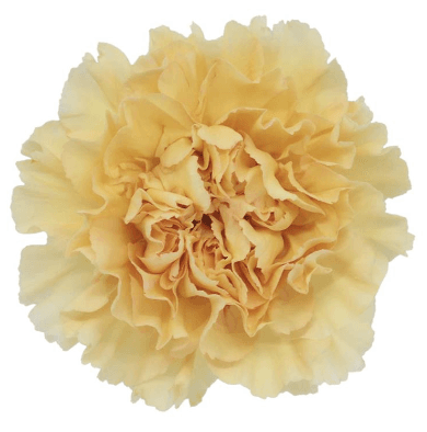 Carns Crimea Peach Gold Select