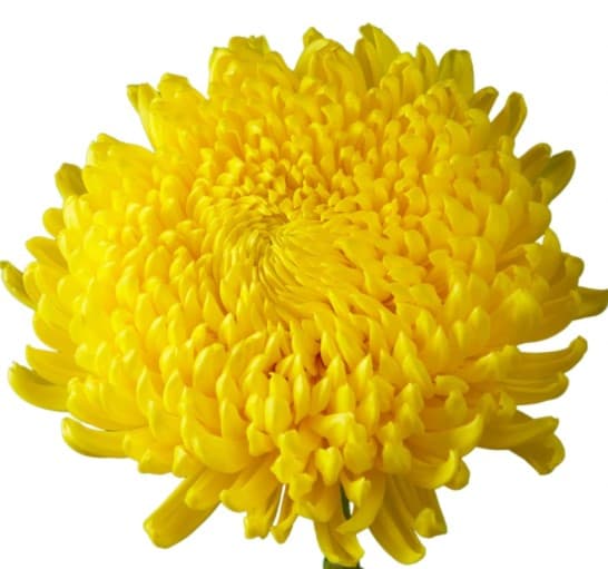 Mums Yellow Cremon Astroid