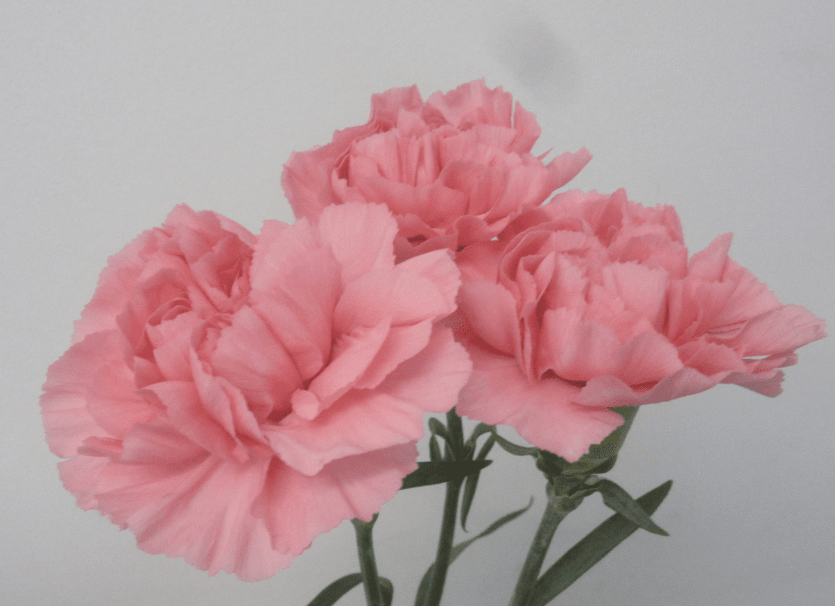 Carns Ikebana Light Pink Select