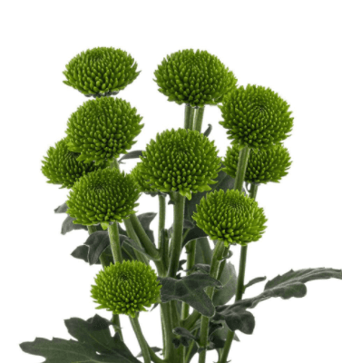 Pom Green Novelty Button WhatsApp