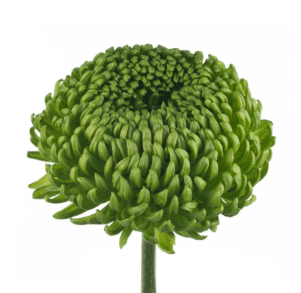 Mums Balls Green Bombellini 5stem
