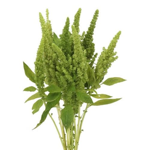 Amaranthus Spx Upright Green Thumb 60cm