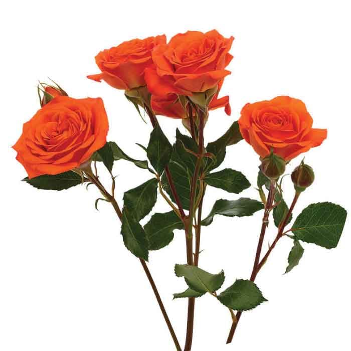 Sprays Babe Ecu Orange 50cm