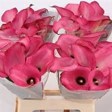 MCalla-Zantedeschia Pink Zazu 50cm