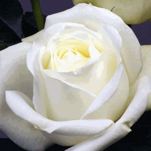 Rose Polo Ecu White 50cm