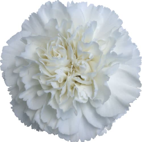 Carns Randal White Select