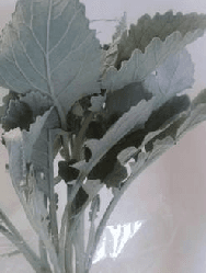 Dusty Miller Senecio SPX Silver Cloud 5stem 50cm