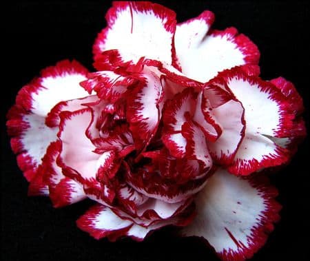 Carns Baccarat Bi-color Burgundy Select