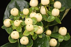 Hypericum Cool Romance White 50cm
