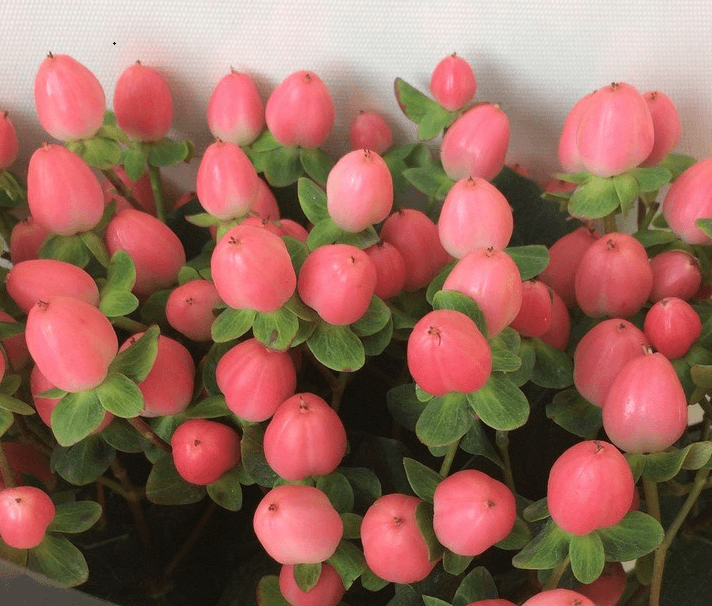 Hypericum Sweet Romance Pink 60cm