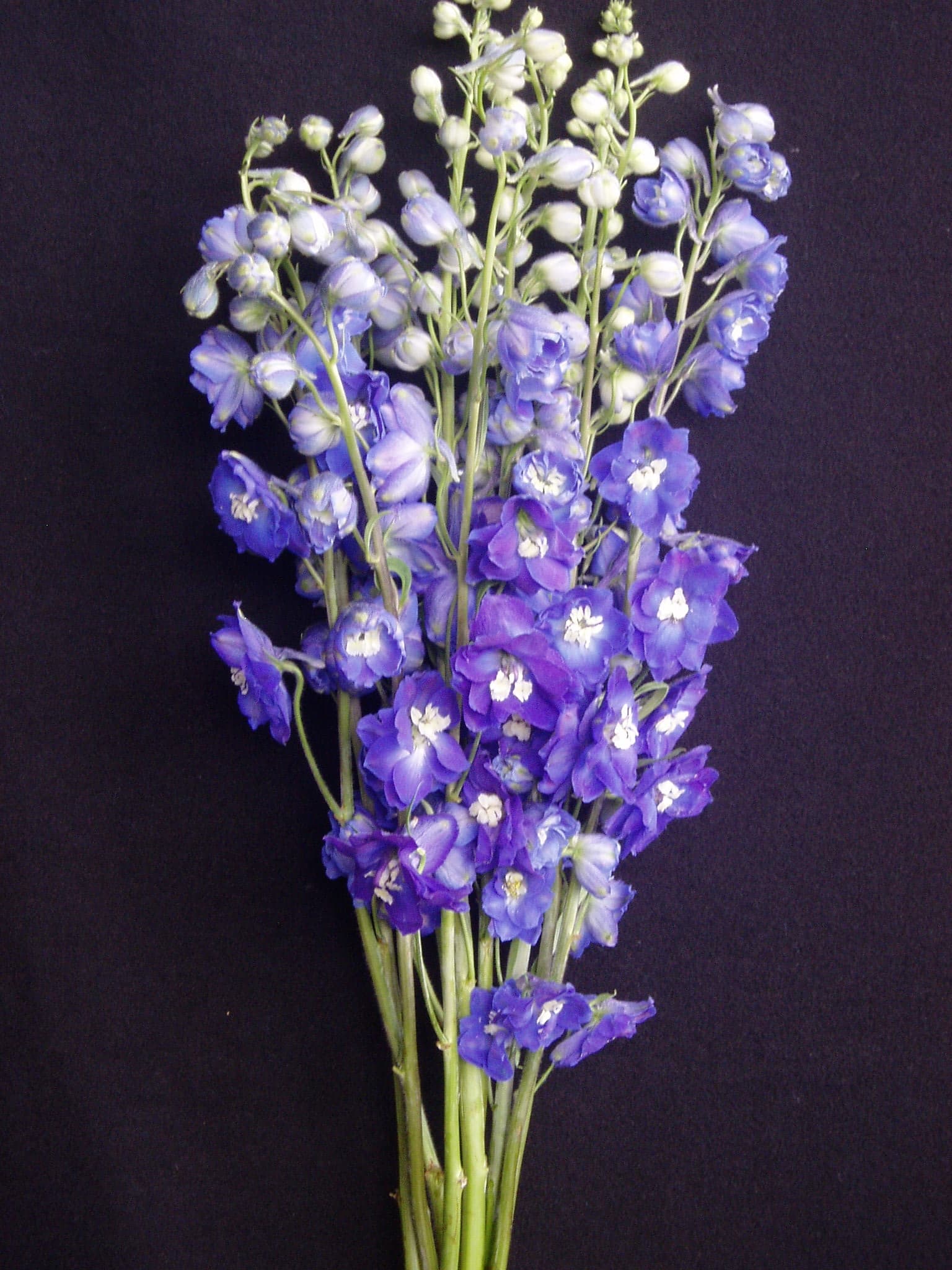 Delph Candle Violet 80cm