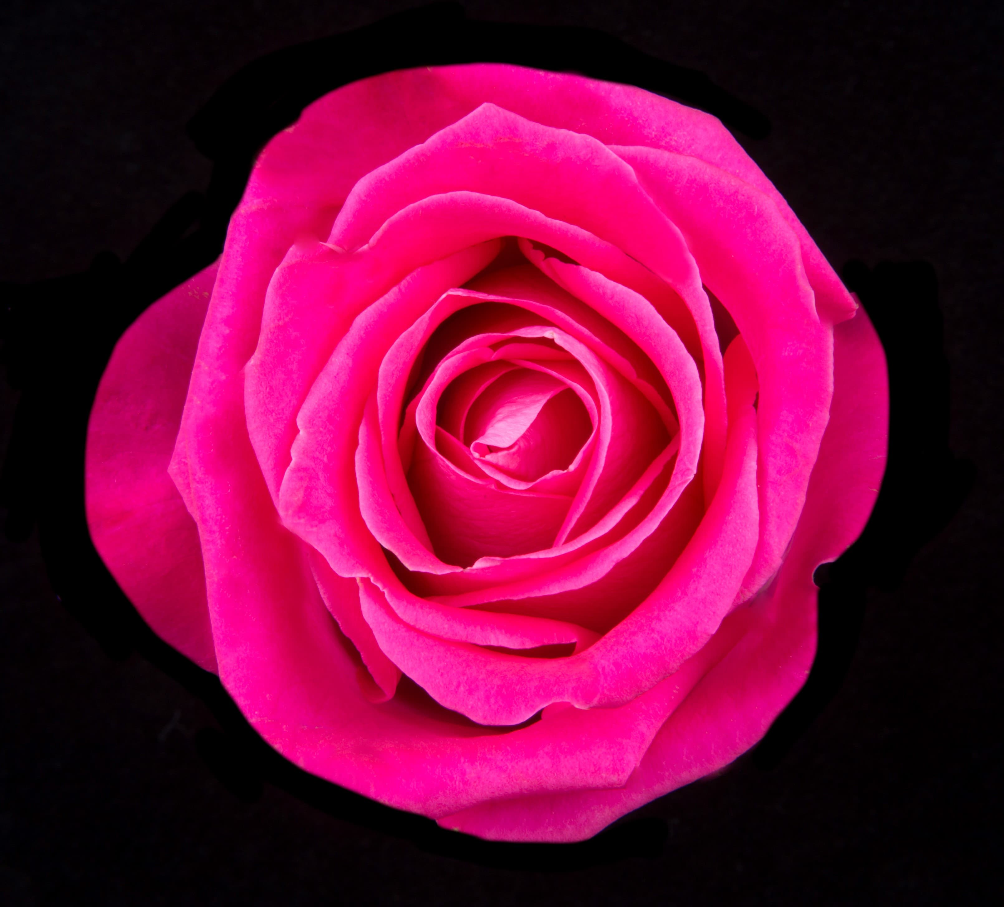 Rose Topaz Hot Pink 40cm