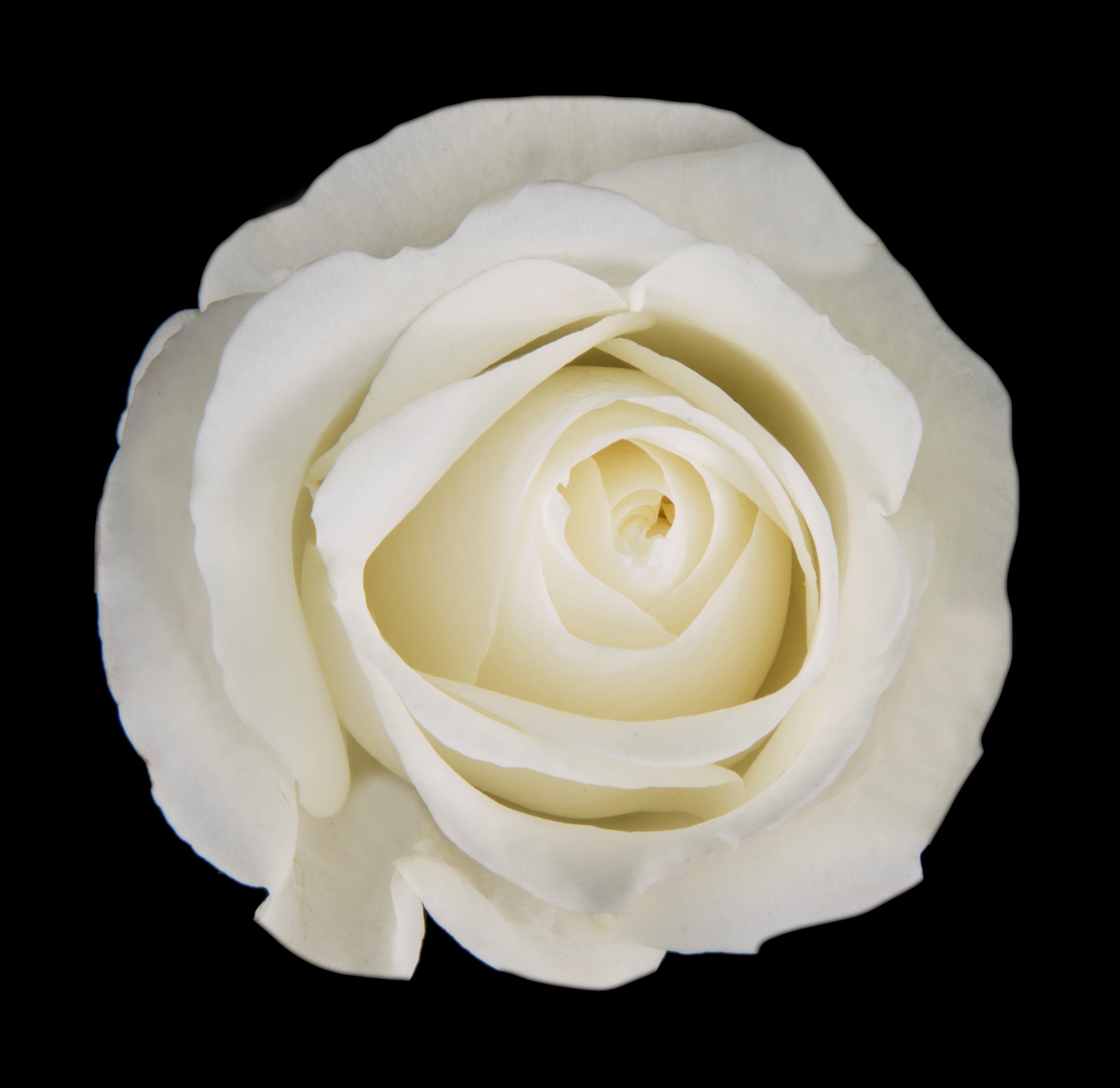 Rose Blizzard Ecu White 50cm